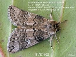 Attēlu rezultāti vaicājumam “Tethea or”