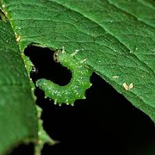 Attēlu rezultāti vaicājumam “Nematus ribesii larva”