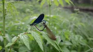 Attēlu rezultāti vaicājumam “Calopteryx virgo”