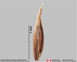 Attēlu rezultāti vaicājumam “Cynosurus cristatus fruit”