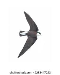 Image result for Hirundapus caudacutus