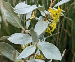 Attēlu rezultāti vaicājumam “Elaeagnus commutata”