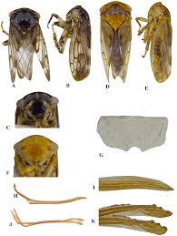Attēlu rezultāti vaicājumam “Oncopsis sp.”