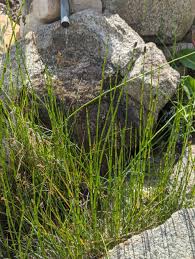 Attēlu rezultāti vaicājumam “Equisetum”