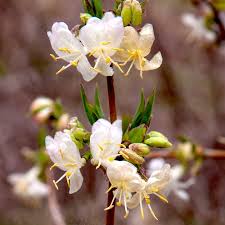 Attēlu rezultāti vaicājumam “Lonicera xylosteum bud”