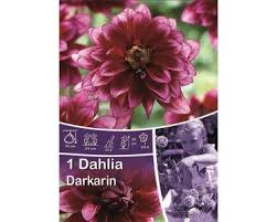 Image result for Dahlia Darkarin`