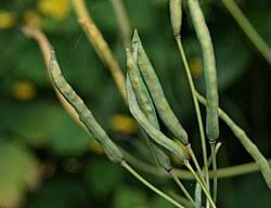 Image result for Chelidonium majus