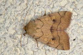 Attēlu rezultāti vaicājumam “Enargia paleacea”