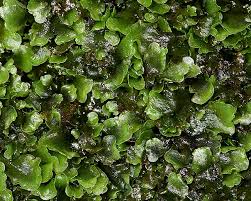 Attēlu rezultāti vaicājumam “Taxiphyllum wissgrillii”