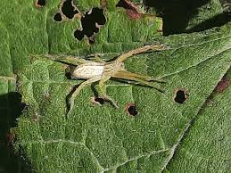 Attēlu rezultāti vaicājumam “Tibellus oblongus”