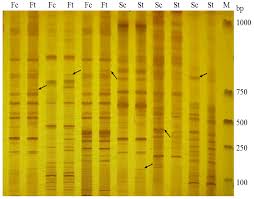 Image result for Edlington Sc