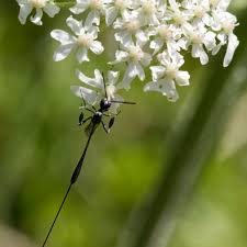 Attēlu rezultāti vaicājumam “Gasteruption jaculator”