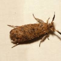 Attēlu rezultāti vaicājumam “Ypsolophidae”