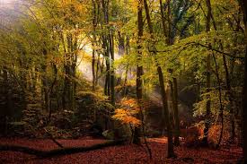 Image result for Burnham Joggers