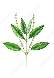 Attēlu rezultāti vaicājumam “Mercurialis perennis flower”