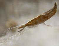 Attēlu rezultāti vaicājumam “Ypsolopha dentella”