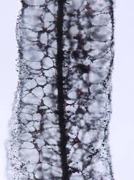 Attēlu rezultāti vaicājumam “Stemonitis fusca stalked”