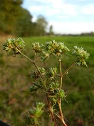 Attēlu rezultāti vaicājumam “Scleranthus annuus”