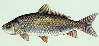 Image result for Ictiobus bubalus