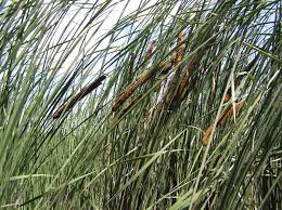 Attēlu rezultāti vaicājumam “Typha angustifolia”