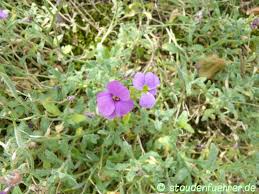 Attēlu rezultāti vaicājumam “Aubrieta deltoidea flower”
