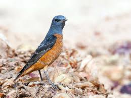 Image result for Monticola saxatilis