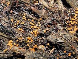 Attēlu rezultāti vaicājumam “Metatrichia floriformis stalked”