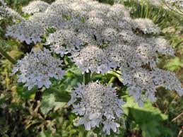 Attēlu rezultāti vaicājumam “Heracleum sosnowskyi flower”