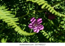 Attēlu rezultāti vaicājumam “Geranium palustre leaf”