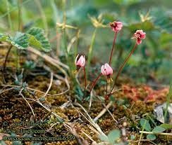 Attēlu rezultāti vaicājumam “Oxycoccus microcarpus”