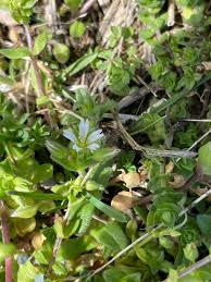 Attēlu rezultāti vaicājumam “Cerastium semidecandrum”