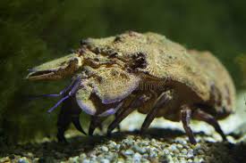 Image result for Scyllarides latus