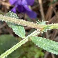 Attēlu rezultāti vaicājumam “Vicia angustifolia”