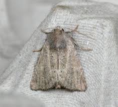 Attēlu rezultāti vaicājumam “Chortodes fluxa”