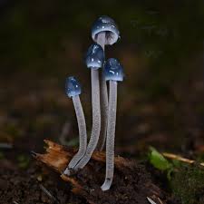 Attēlu rezultāti vaicājumam “Mycena amicta”