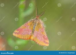 Attēlu rezultāti vaicājumam “Lythria cruentaria”