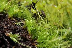 Attēlu rezultāti vaicājumam “| Dicranella”