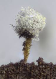 Attēlu rezultāti vaicājumam “Physarum murinum spores”