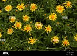 Attēlu rezultāti vaicājumam “Inula salicina bud”