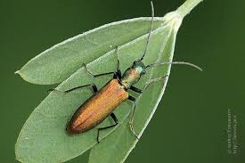 Attēlu rezultāti vaicājumam “Chrysanthia viridissima”