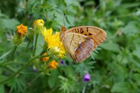 Attēlu rezultāti vaicājumam “Argynnis laodice male”
