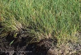 Attēlu rezultāti vaicājumam “Festuca rubra subsp. rubra”