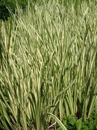 Attēlu rezultāti vaicājumam “Acorus calamus leaf”