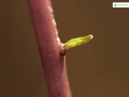 Attēlu rezultāti vaicājumam “Lobelia dortmanna bud”