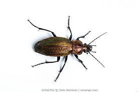 Attēlu rezultāti vaicājumam “Carabus nemoralis”