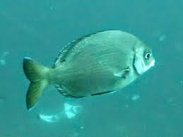 Image result for Pachymetopon grande