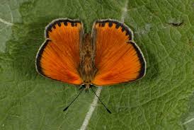 Attēlu rezultāti vaicājumam “Lycaena virgaureae male”