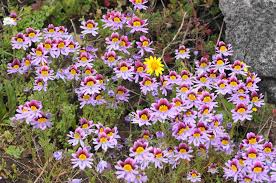 Image result for Schizanthus