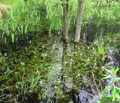 Attēlu rezultāti vaicājumam “Hottonia palustris leaf”