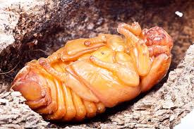 Attēlu rezultāti vaicājumam “pupa”